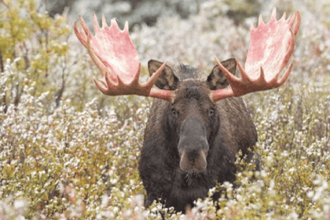 Alaska: Kenai Fjords & Denali National Park 5 Day Adventure Triple Occupancy Room