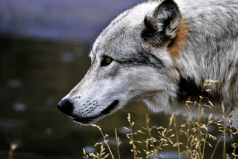 Alaska: Kenai Fjords & Denali National Park 5 Day Adventure Triple Occupancy Room