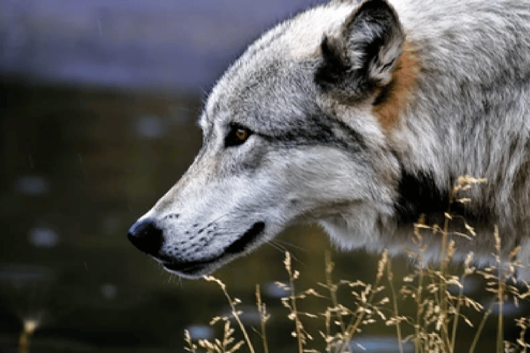 Alaska: Kenai Fjords & Denali National Park 5 Day Adventure Triple Occupancy Room