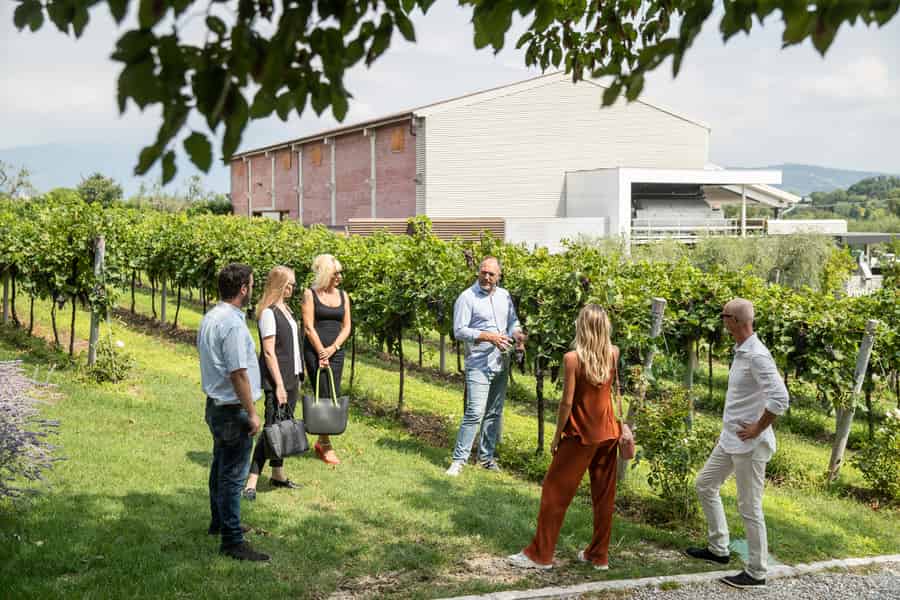 Lazise: Weinbergsbesichtigung und Bio-Weinverkostung
