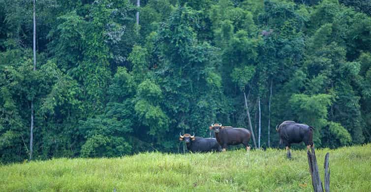Von Phuket aus Cheow Lan Lake Übernachtung im Resort mit Mahlzeiten