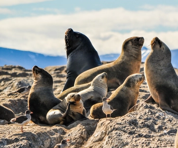 Desde La Paz: Nado con Leones Marinos y Excursión en Barco por el Espíritu Santo
