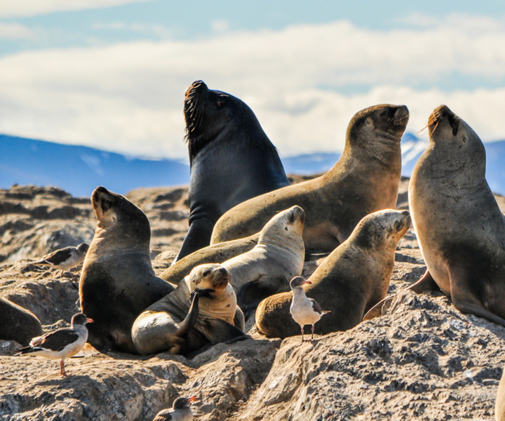 From La Paz: Swim with Sea Lions & Espíritu Santo Boat Tour