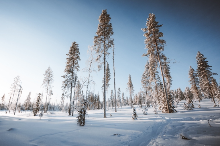 Rovaniemi: Safari de ski de randonnée en Laponie