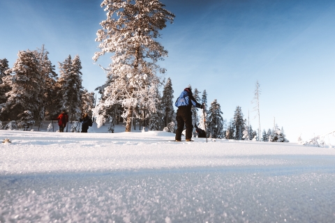 Rovaniemi: Safari de ski de randonnée en Laponie