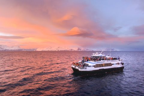 Tromsø: Whale and Arctic Wildlife Cruise Safari per catamaran