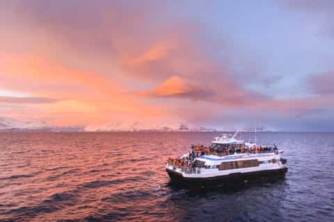 Tromsø: Whale and Arctic Wildlife Cruise Safari by Catamaran