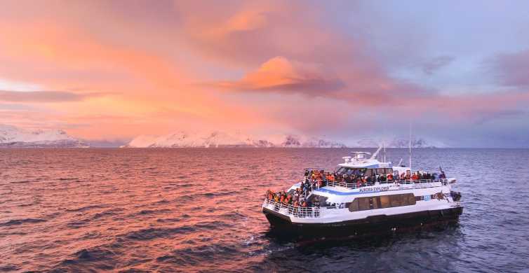 Tromsø Whale and Arctic Wildlife Cruise Safari by Catamaran