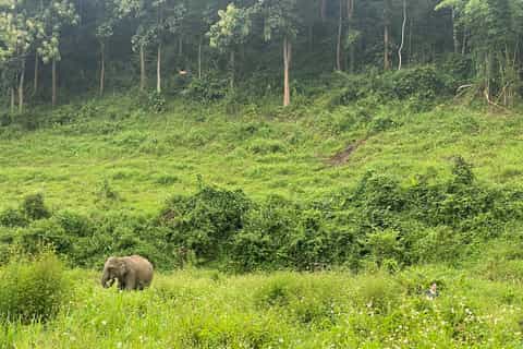 Chiang Mai: Small Group Ethical Elephant Sanctuary Tour