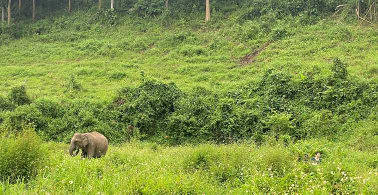 Chiang Mai: tour etico del Santuario degli elefanti per piccoli gruppi