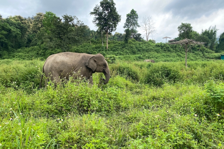 Chiang Mai : visite sanctuaire des éléphants en petit groupeVisite d’une journée
