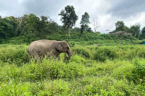 Chiang Mai: Small Group Ethical Elephant Sanctuary Tour