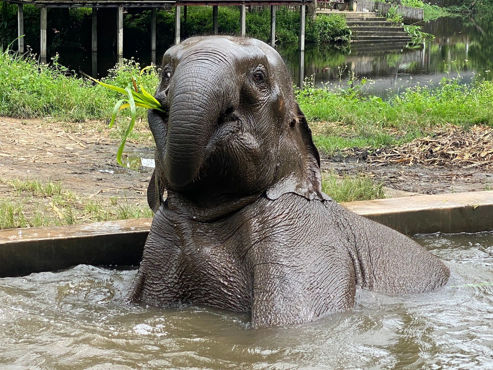 Chiang Mai: Kleingruppentour zum Elefantenschutzgebiet