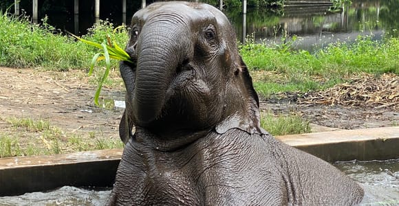 Chiang Mai: Small Group Ethical Elephant Sanctuary Tour