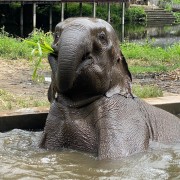 Chiang Mai: visite éthique du sanctuaire des éléphants en petit groupe