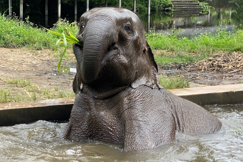 Chiang Mai : visite sanctuaire des éléphants en petit groupeVisite d’une demi-journée dans l’après-midi