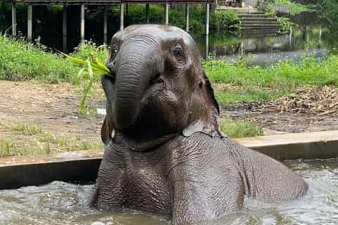 Chiang Mai: Small Group Ethical Elephant Sanctuary Tour
