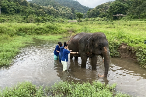 Chiang Mai Elephant Sanctuary Small Group Ethical Tour Half-Day Afternoon Tour