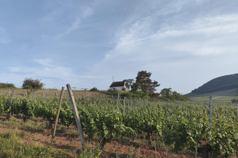 Discover the Alsace Vineyards around Colmar Decode the Vignoble d'Alsace in Orschwihr