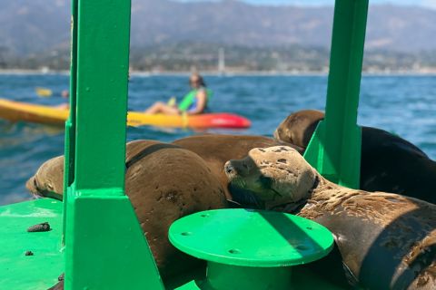 Santa Barbara: begeleide kajaktocht met zeeleeuwen