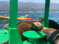 Santa Barbara, Visite guidée en kayak de lion de mer - Hizvo