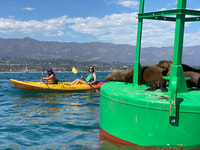 Santa Barbara, Visite guidée en kayak de lion de mer - Hizvo