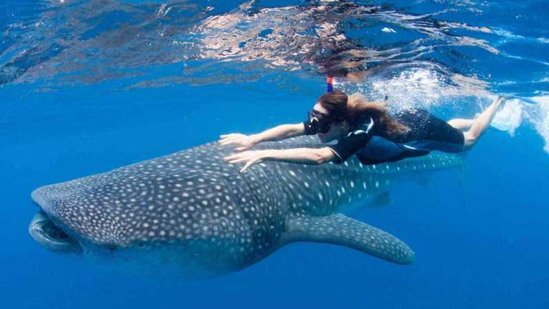 Desde La Paz: natación y snorkel con tiburones de ballenas Tour en barco