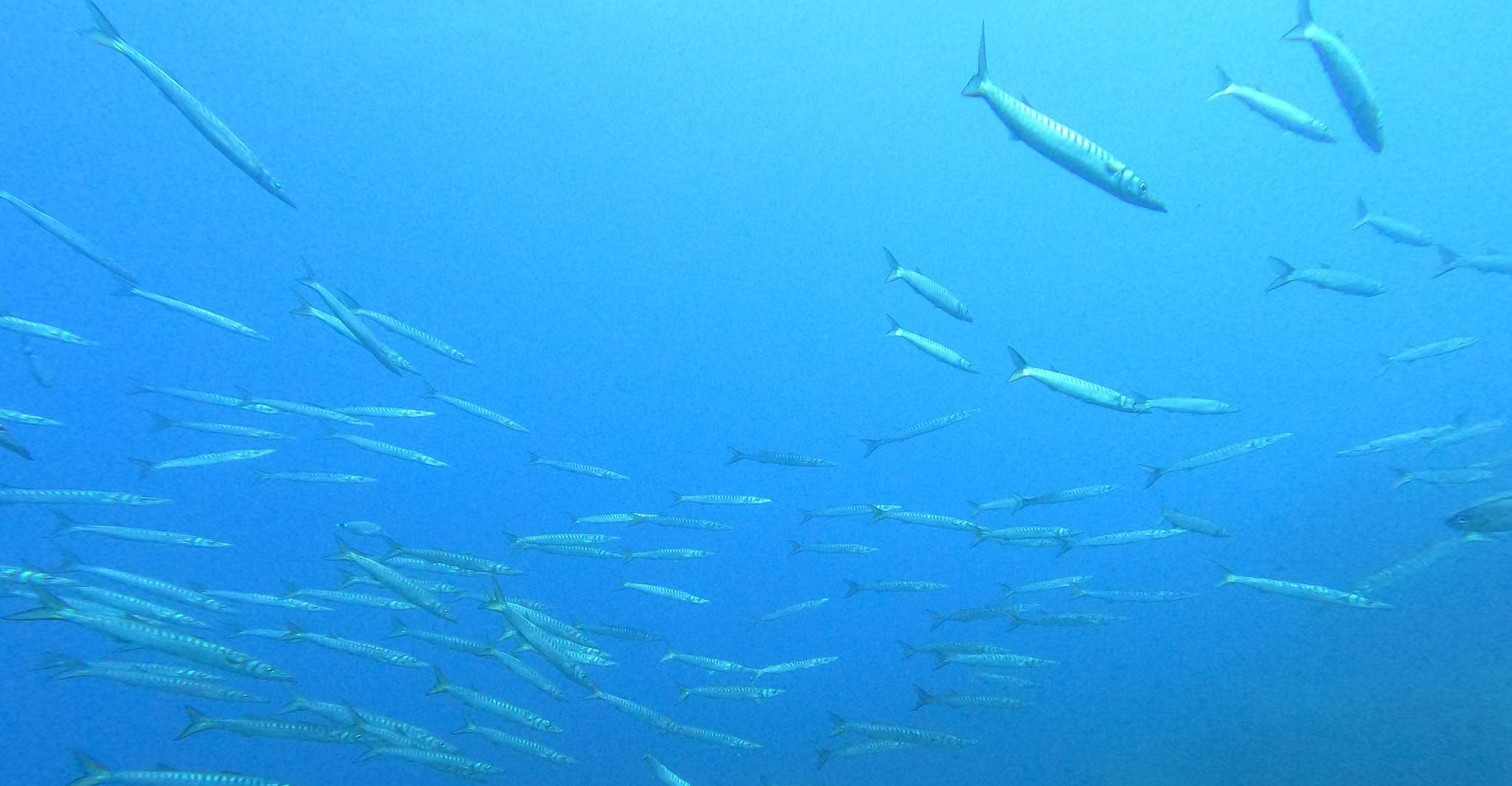 Curso Basic Diver de 1 día en Villasimius - Hizvo