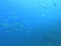 Corso Basic Diver 1 giorno a Villasimius - Hizvo