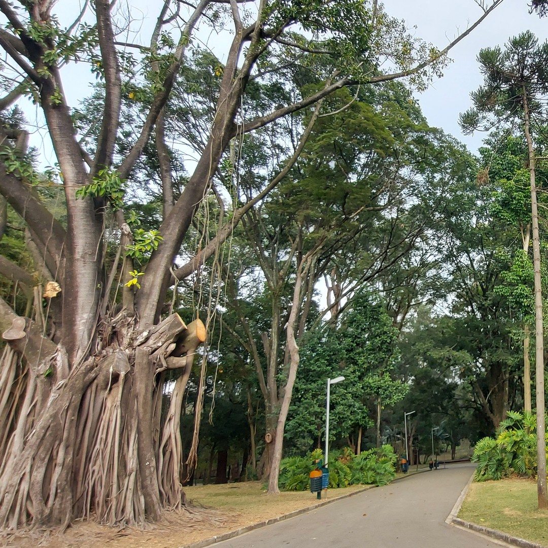Colagem de mídia