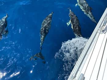 Morro Jable : Excursion en bateau à voile avec nourriture et boissons