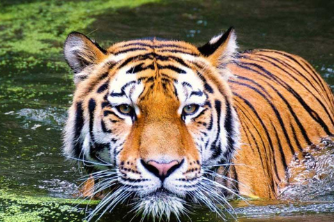 3-Day Agra and Ranthambore Adventure from Delhi Tour with Transportation and Guide only