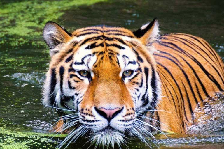 3-Tages-Tour durch den Jim Corbett National ParkTouroption ohne Hotel und Safari