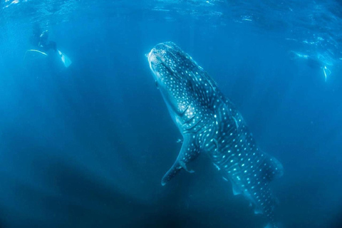 Whale Shark Snorkeling in La Paz, BCS.