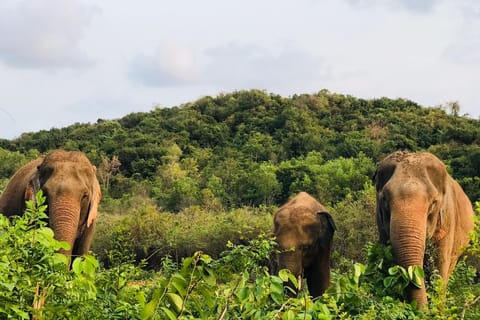 Bangkok: Pattaya Ethical Elephant Sanctuary Tour with Lunch