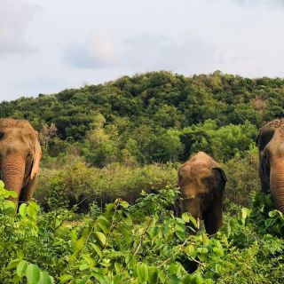 Da Bangkok: tour del Santuario degli elefanti con pranzo tailandese