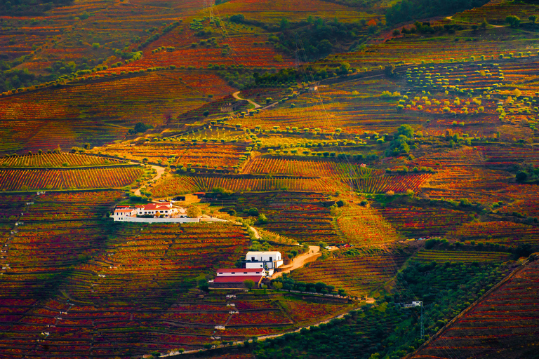 Porto: Douro Valley Wine Tour with a Sommelier &amp; Boat Trip