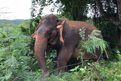 Pattaya : Visita interactiva al Santuario Ético de ElefantesPattaya: tour del santuario de elefantes con almuerzo tailandés