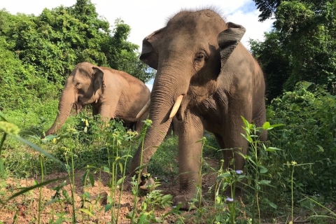 Pattaya: Interaktywna wycieczka do etycznego sanktuarium słoniPattaya: Wycieczka do sanktuarium słoni z tajskim lunchem
