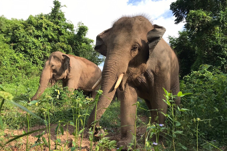 Pattaya : Visita interactiva al Santuario Ético de ElefantesPattaya: tour del santuario de elefantes con almuerzo tailandés