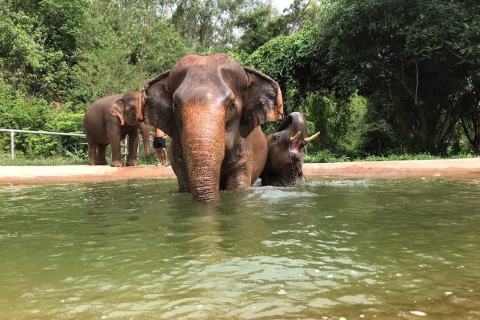 Pattaya: Interaktywna wycieczka do etycznego sanktuarium słoniPattaya: Wycieczka do sanktuarium słoni z tajskim lunchem