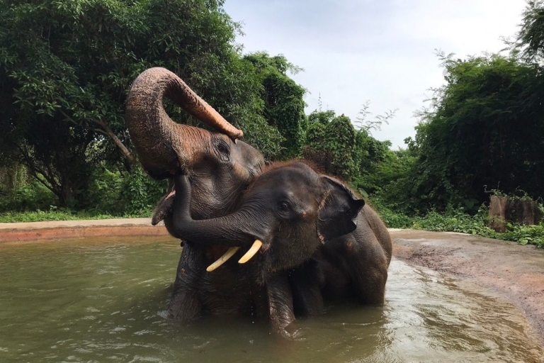 Pattaya : Visita interactiva al Santuario Ético de ElefantesPattaya: tour del santuario de elefantes con almuerzo tailandés
