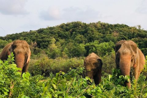 Pattaya : Visita interactiva al Santuario Ético de Elefantes