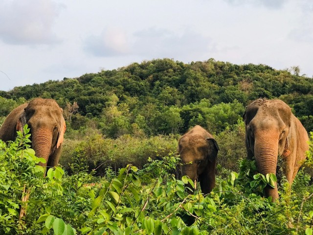 Visit Pattaya  Ethical Elephant Sanctuary Interactive Tour in Pattaya