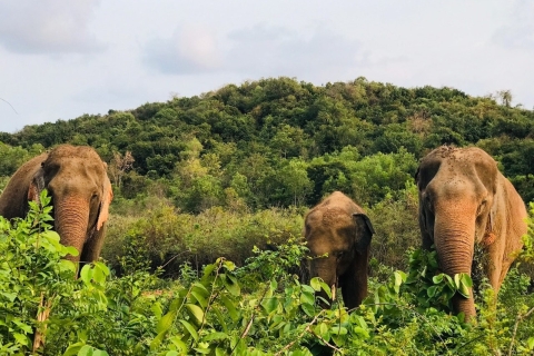 Pattaya : Visite interactive du sanctuaire éthique des éléphantsPattaya: visite du sanctuaire des éléphants avec déjeuner thaïlandais