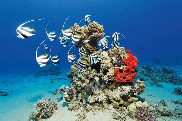 Marsa Alam : Excursion de snorkeling aux îles Hamata avec déjeuner