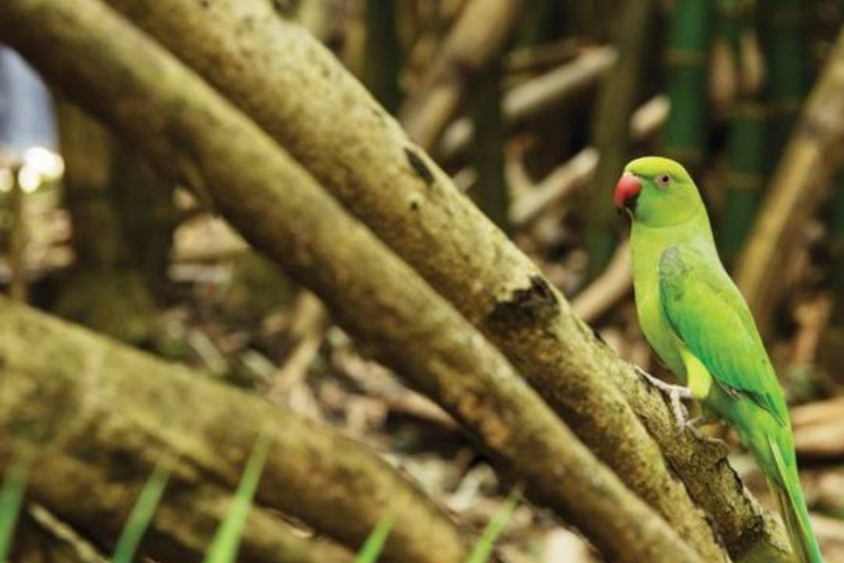 Mauritius: Bel Ombre Nature - Twee watervallen wandelpadMauritius: begeleide trektocht door natuurreservaat Bel Ombre