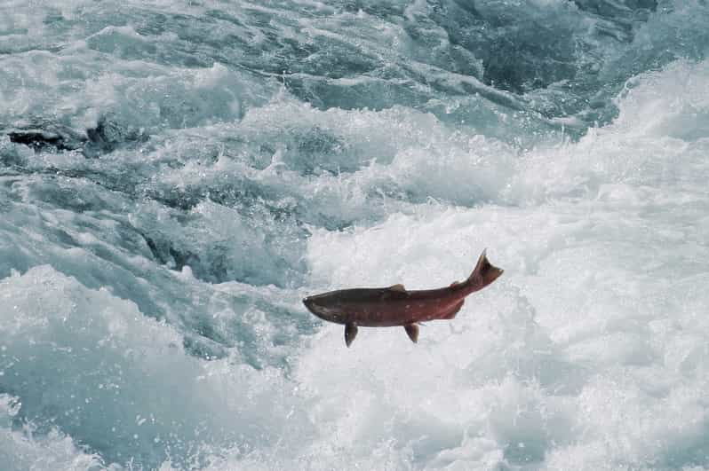 Balsismo De H En El R O Fraser En El Parque Nacional Jasper Getyourguide