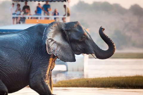 Chobe Safari: Boat Cruise, Game Drive & Chef Lunch