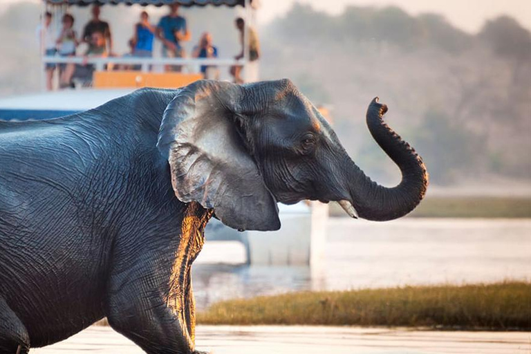 Chobe Safari: Boat Cruise, Game Drive & Chef Lunch